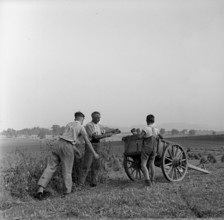Swiss boy scouts helping in the country 1939