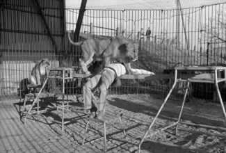 Animal tamer Rene Strickler, Romanshorn 1972