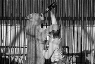 Animal tamer Rene Strickler, Romanshorn 1972