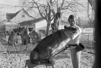 Animal tamer Rene Strickler, Romanshorn 1972