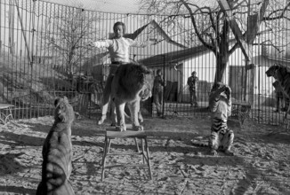 Animal tamer Rene Strickler, Romanshorn 1972
