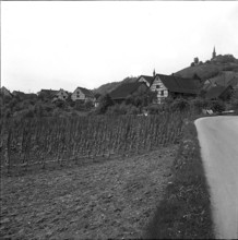 Vineyard near Ruedlingen 1952
