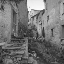 Woman with sheeps in Simplon-Dorf, 1960