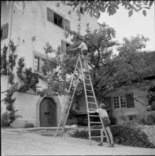 Boy picking cherries, Richterswil 1952
