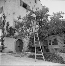 Boy picking cherries, Richterswil 1952