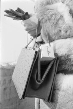 Predictor: new pregnancy test 1972