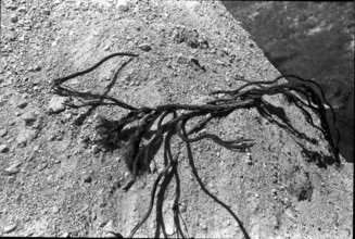 Cableway accident in Betten 1972