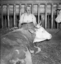 Farmer and cow in Bourgeaud VD 1950