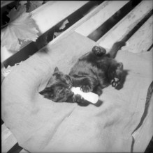Young cat drinking from a baby bottle 1965