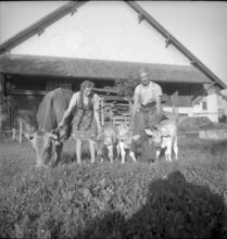 Farmer and girl with cow and calves, triplet in Niederuster 1948
