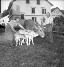Farmers with cow and calves, triplet in Niederuster 1948
