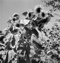 Sunflowers 1943