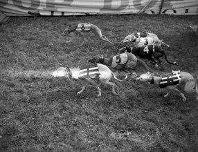 Greyhound racing in Glattbrugg 1953: greyhound males on 400m track