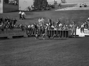 International grayhound Racing, Berne 1955