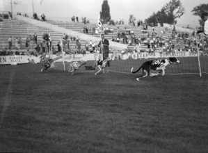 International Greyhound Racing, Berne 1955