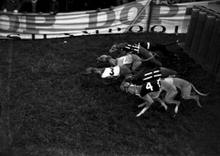 Greyhound racing in Glattbrugg 1953: Greyhound males on 400m