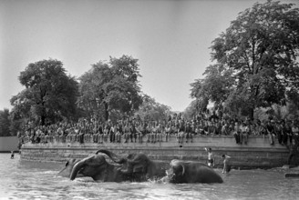 Elefants of the Circus Knie having a bath in Lake Zurich, 1944