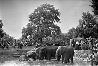 Elefants of the Circus Knie having a bath in Lake Zurich, 1944