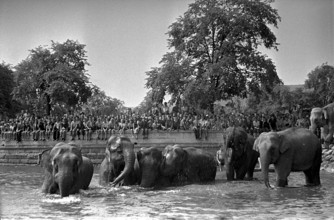 Elefants of the Circus Knie having a bath in Lake Zurich, 1944
