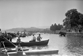 The crowd is watching the elefants of the Circus Knie having a bath in Lake Zurich, 1944