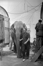 The elefants of the Circus Knie are walked to their enclosure in Zurich, 1944