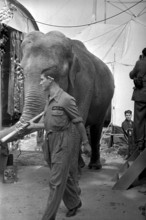 The elefants of the Circus Knie are walked to their enclosure in Zurich, 1944