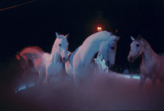 Circus Knie jubilee programme: celebration of 175 years of the dynasty and 60 years as official