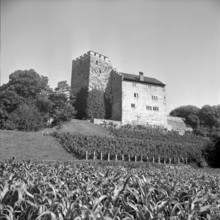 Habsburg Castle, 1952