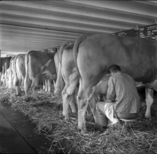 Milking at school for agriculture Strickhof, Zurich 1940