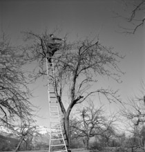 Cutting trees at course for tree warden in Sevelen 1940