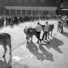 Maggi property in Kempthal 1960