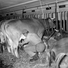 Speckbaum', Rothenburg 1957: milking machine