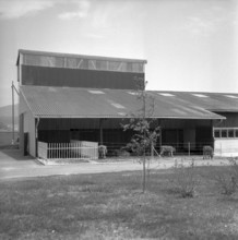 Doggen 7' at Linthebene vor Benken 1957