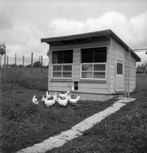 Chicken stable at Swiss school for poultry farming, Zollikofen 1945