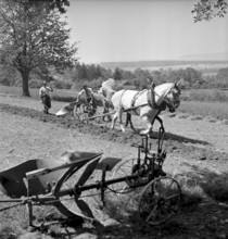 Plough with a horse at the examination of farmers, Bulach 1945