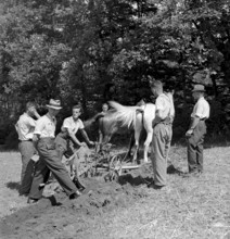 Plough with a horse at the examination of farmers, Bulach 1945