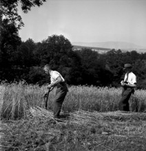 Corn harvest at examination of farmers, Bulach 1945