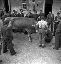 Asses of a cow at agriculture school Strickhof, Zurich 1940