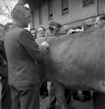 Asses of a cow at agriculture school Strickhof, Zurich 1940