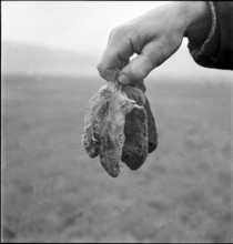 Plague of mice inthe Val de Ruz, farmer holding mice, poisoned with Topex rodenticide, 1943
