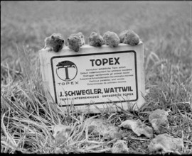 Plague of mice inthe Val de Ruz, poisoned mice upon a Topex rodenticide box, 1943