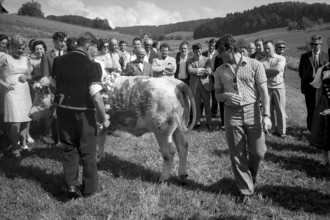 Floralp sales campaign, competition winner recieving a cattle, Burgdorf 1970