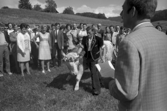 Floralp sales campaign, competition winner recieving a cattle, Burgdorf 1970