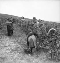 Seasonal workers from Savoy for grape harvest Waadt/Vaud region, 1946