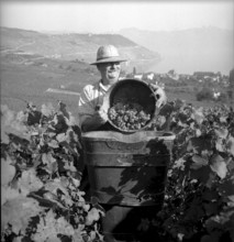 Grape harvest in Muraz sur Sierre: winegrower in the vineyard, around 1940