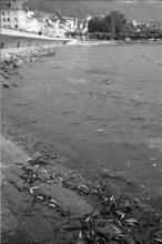 300 Kilos fish a day dying in the lake of Zug, 1966