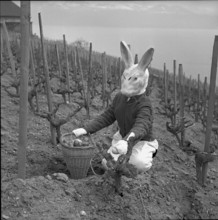 Visit of the Easter bunny in Grandvaux 1958