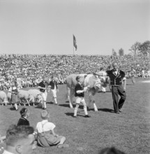 Swiss federal wrestling festival Berne 1945: bull as the winner prize