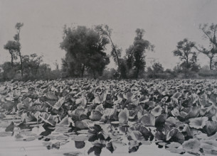 A lake with water lilies near the town of Gongzhuling Art album Manchuria Russo-Japanese War 1906