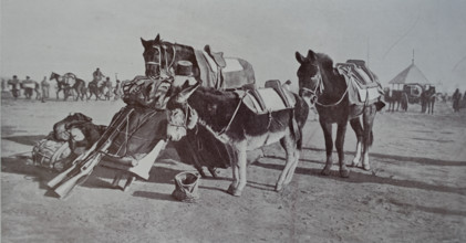 Combat comrades: horse, mule and donkey Art album Manchuria Russo-Japanese War 1906